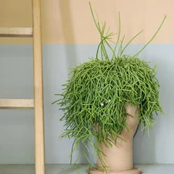 Viadurini in the Garden Deko Vasen-Handgefertigte Blumenvase mit Terrakotta-Untertasse Made in Italy - Pita